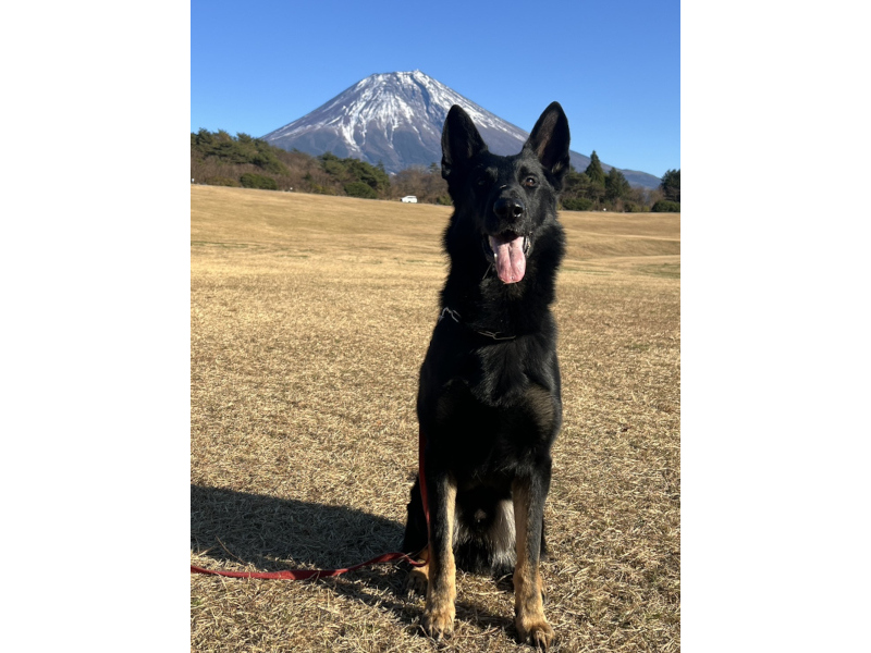 看板犬・ベル・モンターニュ・エ・メール（愛称べるもんた）
