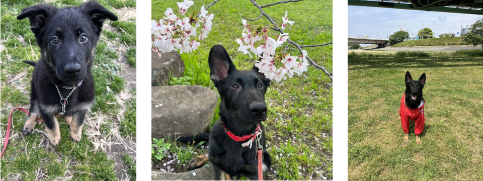 看板犬・ベル・モンターニュ・エ・メール（愛称べるもんた）